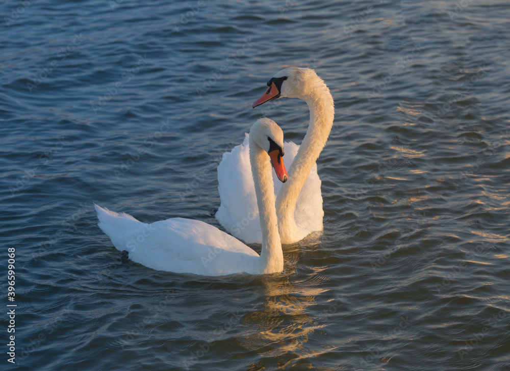 pair of adult white swans moves on the water pair of adult white swans moves on the water