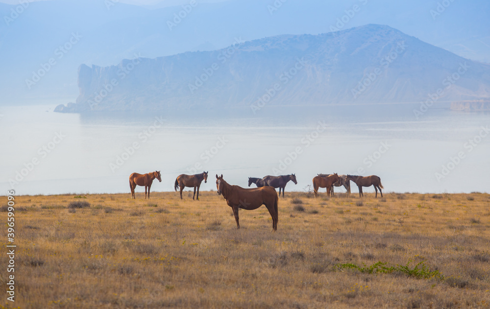 horses grazes in a field near the seashore horses grazes in a field near the seashore