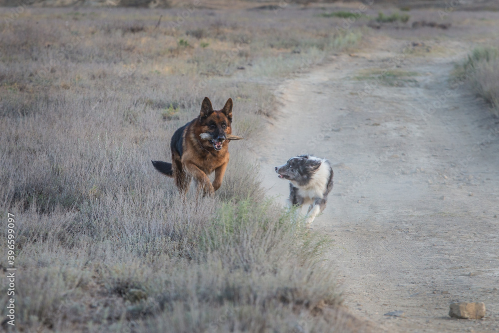 German shepherd dog and border collie playing with stick