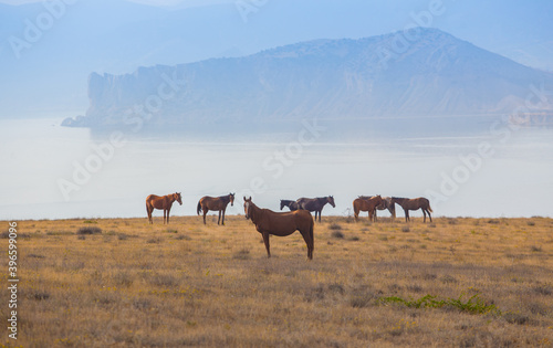 horses grazes in a field near the seashore