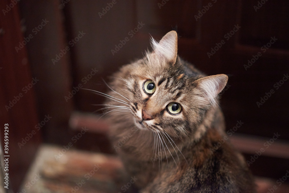 Tabby cat with pale green eyes looks Tabby cat with pale green eyes looks