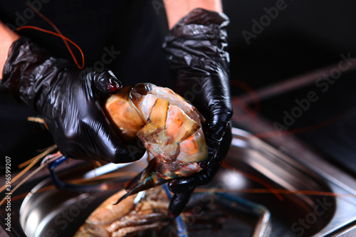The cook rips open the shell of a giant freshwater shrimp. Unrecognizable person. Hands in protective gloves. Cooking concept. Photo on a black background.