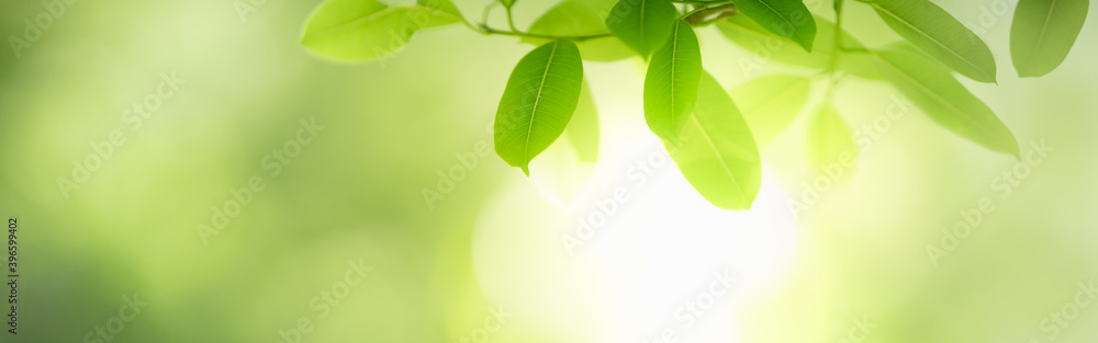 Closeup of green nature leaf on blurred greenery background in garden with bokeh and copy space using as background cover page concept. Closeup of green nature leaf on blurred greenery background in garden with bokeh and copy space using as background cover page concept.