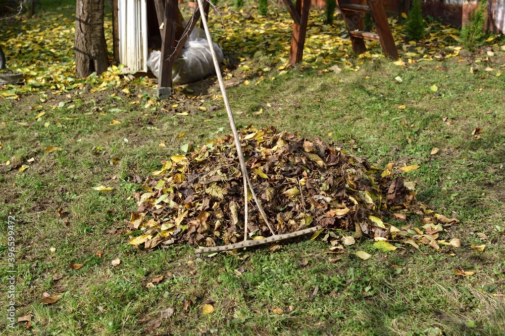 Fototapeta premium A stack of accumulated yellow fallen leaves and rakes