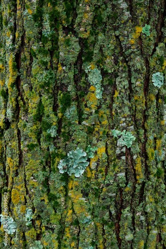 Moss on tree trunk  natural background.
