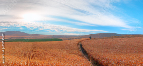 Fototapeta Naklejka Na Ścianę i Meble -  Path in the middle of ripe cornfield   ready for harvesting