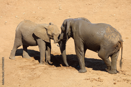 Afrikanischer Elefant   African elephant   Loxodonta africana