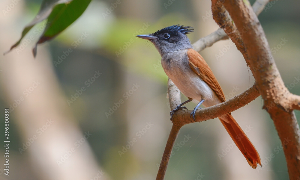 Asian Paradise flycatcher / Indian Paradise flycatcher Asian Paradise flycatcher / Indian Paradise flycatcher
