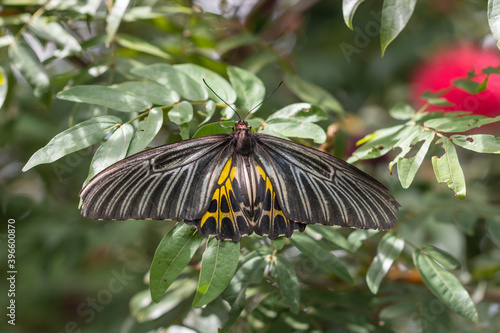 Troides aeacus butterfly on green leaves in the garden. ( Troides rhadamantus or Golden birdwing ) photo