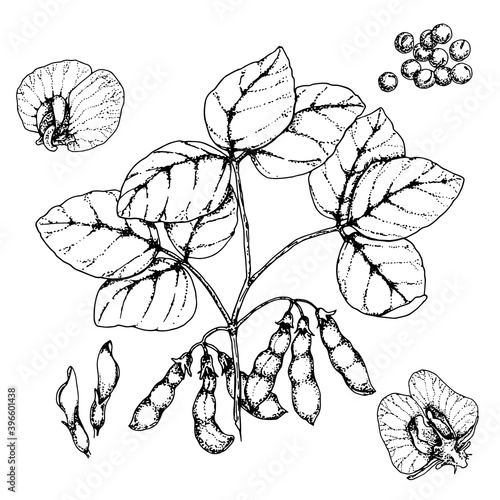 soybean plant with beans and flowers