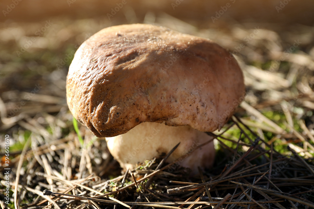 Fresh wild mushroom growing in forest, closeup view Fresh wild mushroom growing in forest, closeup view