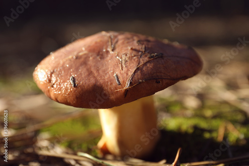 Fresh wild mushroom growing in forest, closeup view photo