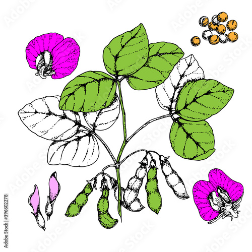soybean plant with beans and flowers. Hand drawing.