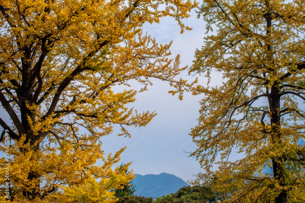 Street view local visitor and tourist Wudang shan Mountains.