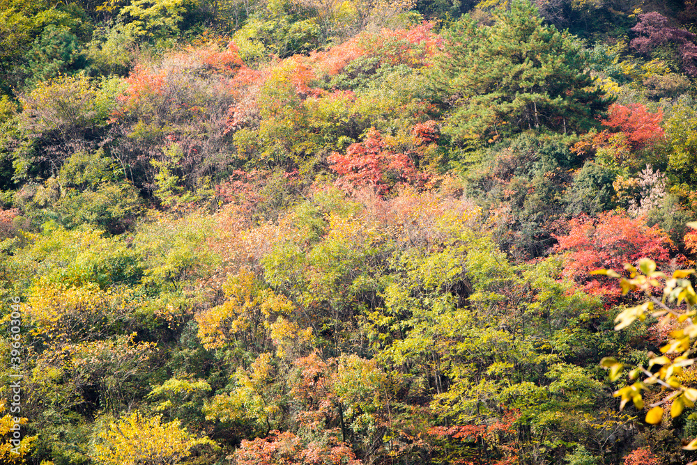 Amazing autumn landscape at Wudang Mountain. Amazing autumn landscape at Wudang Mountain.