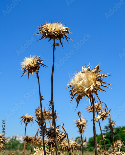 dried artichoke flower © hikrcn
