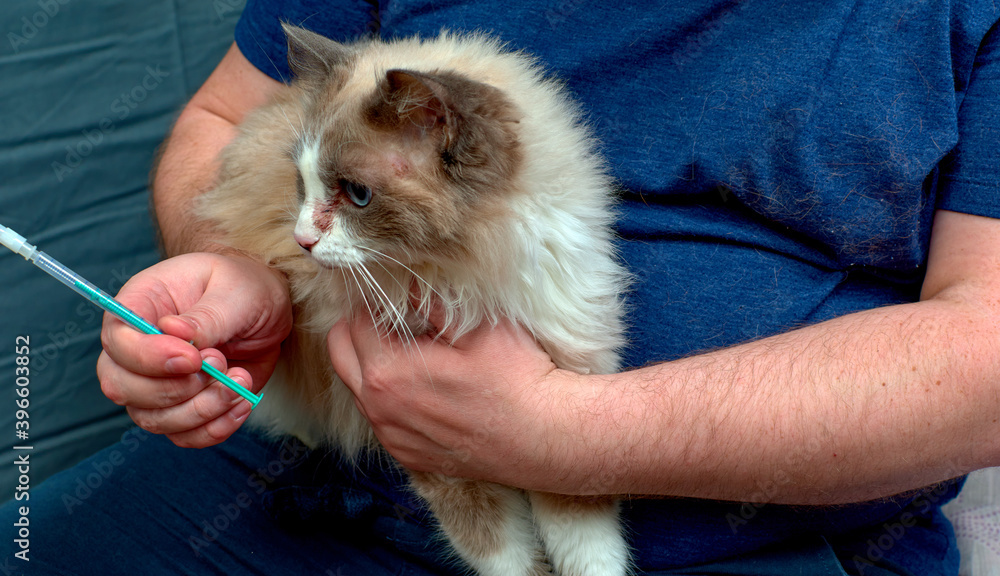 Injection of a domestic cat. Treatment of cats. Diseases of cats. Skin diseases in domestic cats.