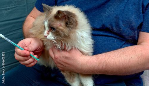 Obraz na płótnie Injection of a domestic cat. Treatment of cats. Diseases of cats. Skin diseases in domestic cats. w salonie