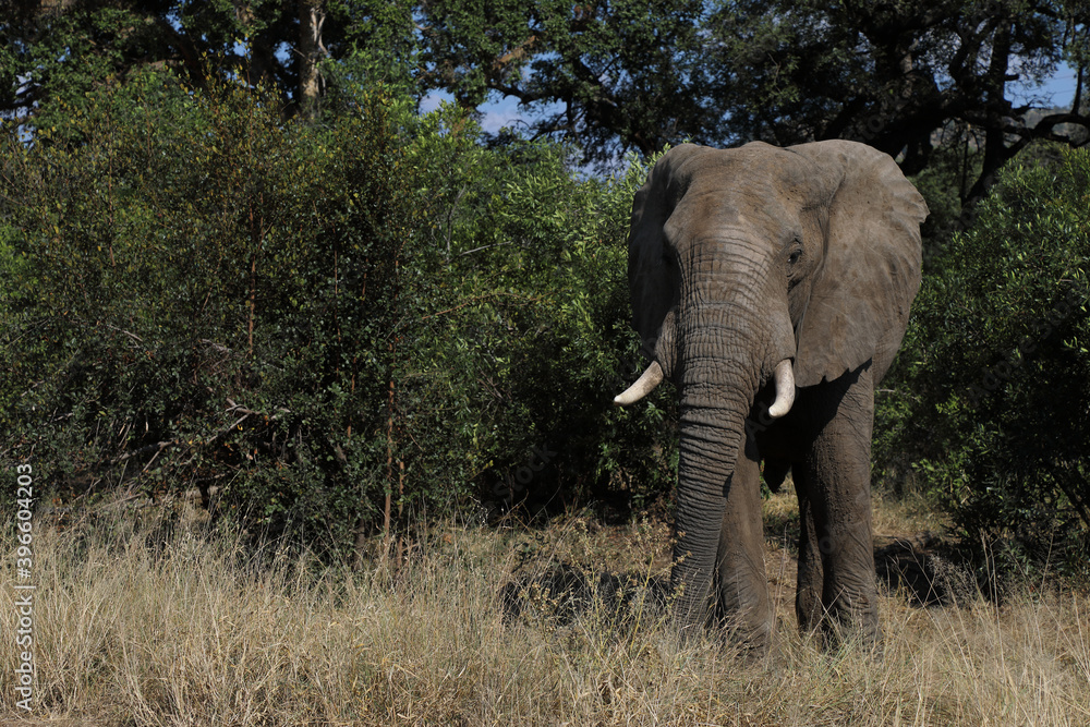 Obraz premium Afrikanischer Elefant / African elephant / Loxodonta africana