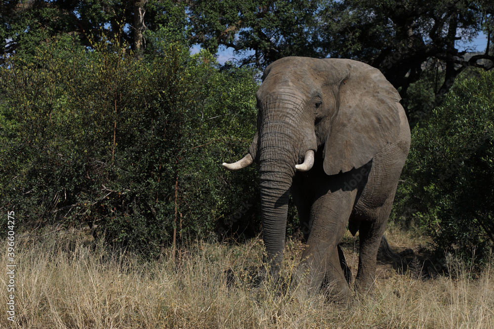 Fototapeta premium Afrikanischer Elefant / African elephant / Loxodonta africana