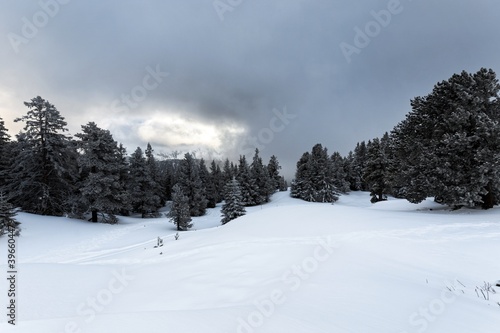 Foggy forest with white snow covered slopes © Sved Oliver