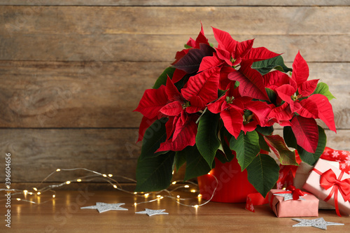 Poinsettia (traditional Christmas flower), string lights and gift boxes on wooden table. Space for text photo