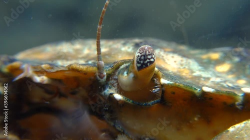 Compound eye in a Green or Shore crab (Carcinus maenas, Carcinus aestuarii). Invasive species photo