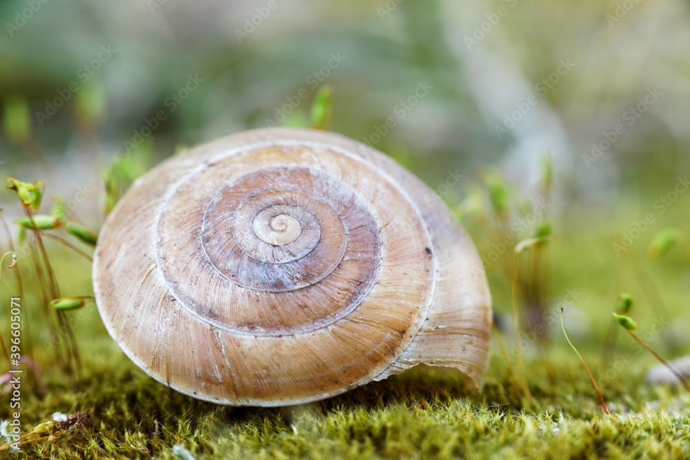 Snail shell on ground level macro photo Snail shell on ground level macro photo