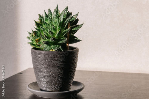 Indoor plants in white and black pots in the room on the table under the sunlight