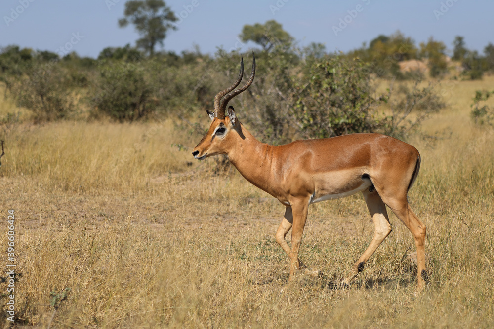 Fototapeta premium Schwarzfersenantilope / Impala / Aepyceros melampus
