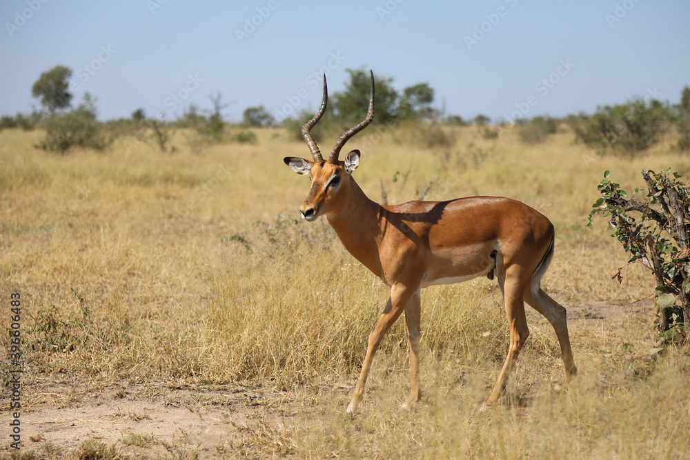 Fototapeta premium Schwarzfersenantilope / Impala / Aepyceros melampus