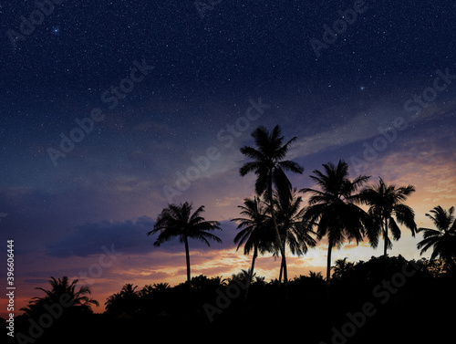 Silhouette of palm trees in a starry evening. Tropical dusk sky.