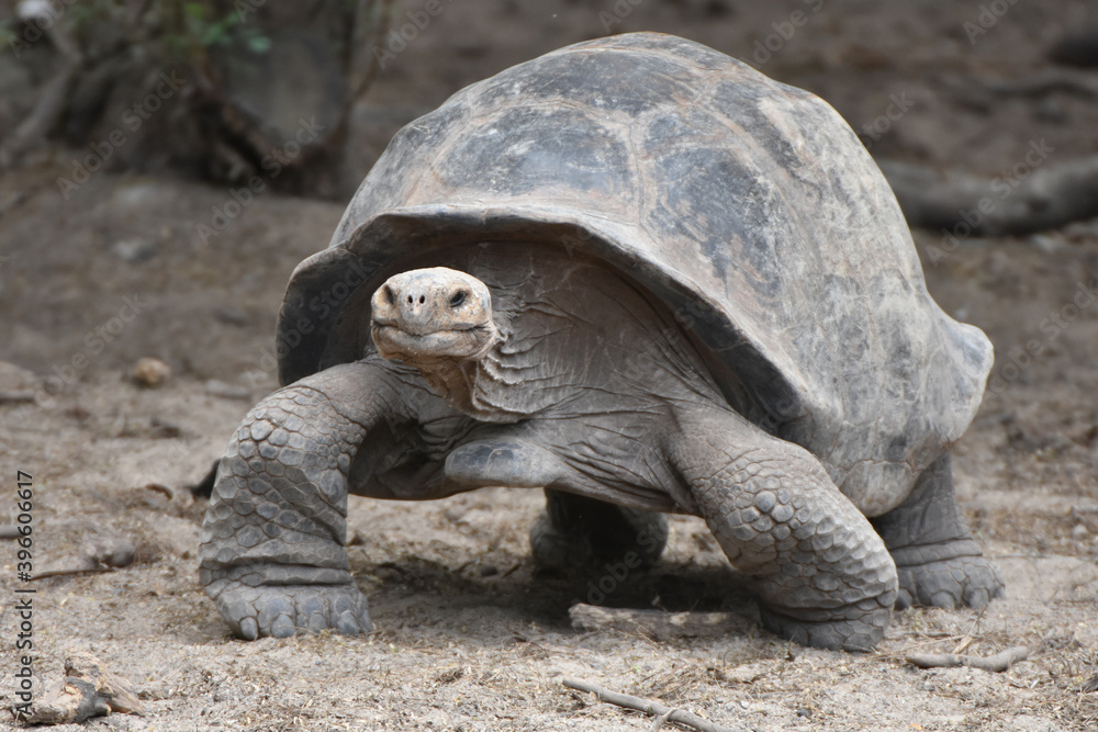 Galapagos tortoise in Galapagos Islands, Ecuador Galapagos tortoise in Galapagos Islands, Ecuador