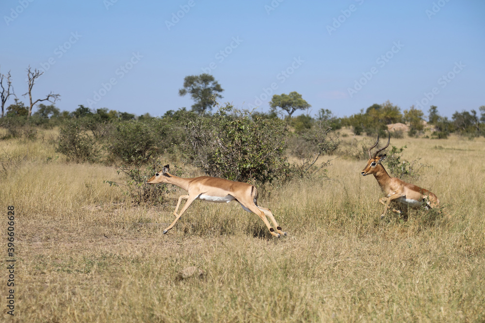 Fototapeta premium Schwarzfersenantilope / Impala / Aepyceros melampus.
