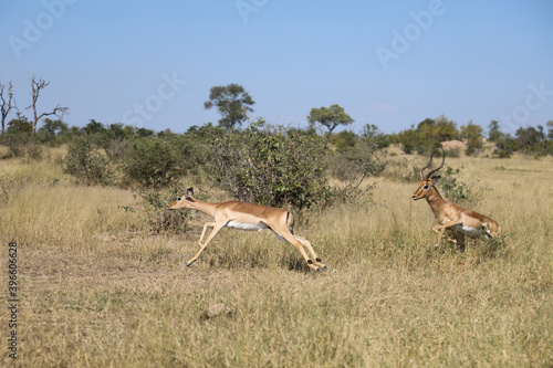 Schwarzfersenantilope   Impala   Aepyceros melampus.