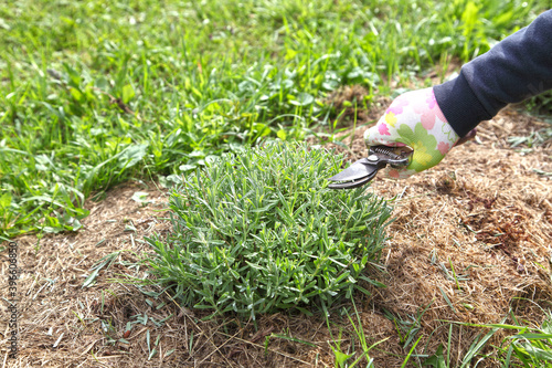 The lavender bush is pruned by the gardener after flowering with a pruner. Growing provence plants for beautiful decorations.