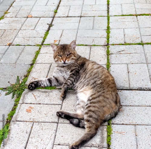 Stray animal cat closeup on the background of paving slabs in summer