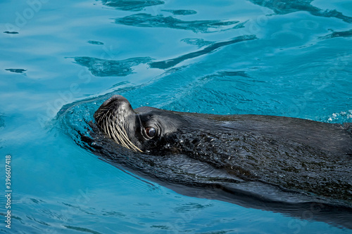 close up of a swimming sea lion