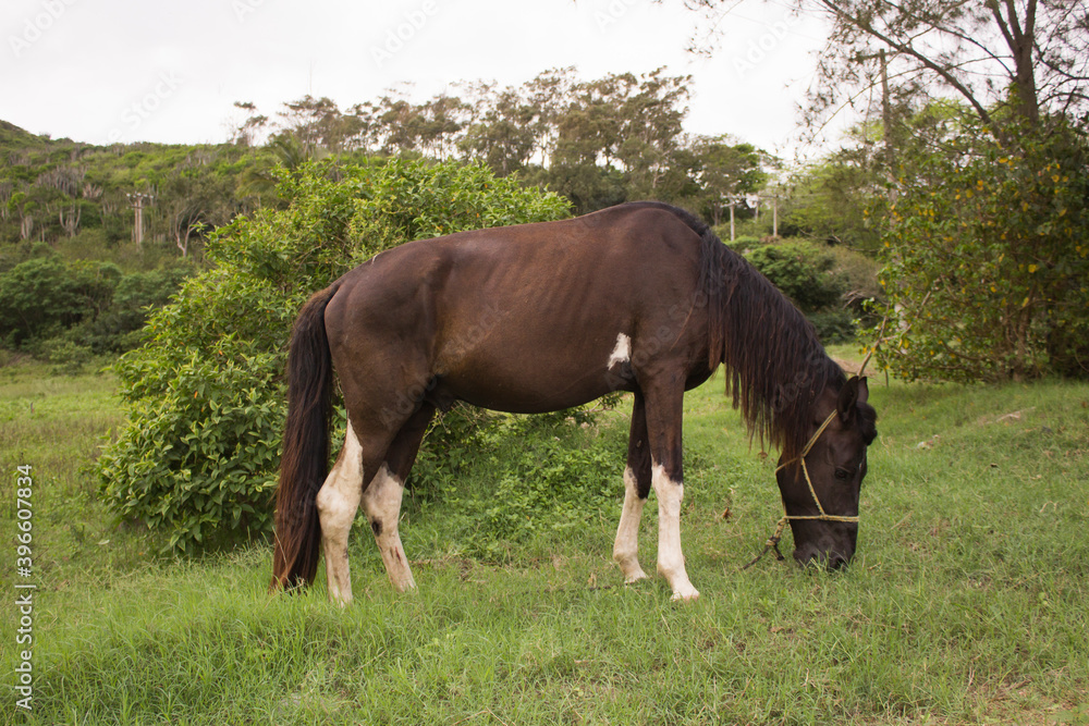 Brown horse tied up eating grass. Single brown local horse tied up eats lush on the green grass meadow in the spring in the wild. Typical brazilian horse.