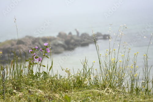 Ravda, Bulgaria. May, 20, 2014. Foggy seashore with purple flowers and green grass with breakwater in background. photo