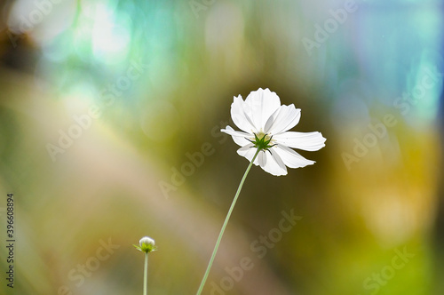 Seasonal winter flower Cosmos blooming bright and colorful in a Sunny day of January. India. © drpgayen