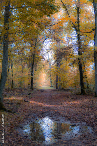 autumn in the forest