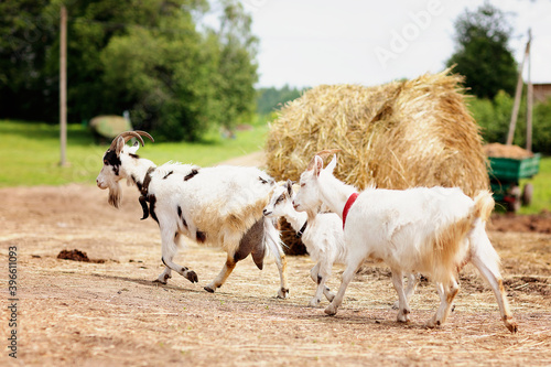 domestic goats walk in the barnyard