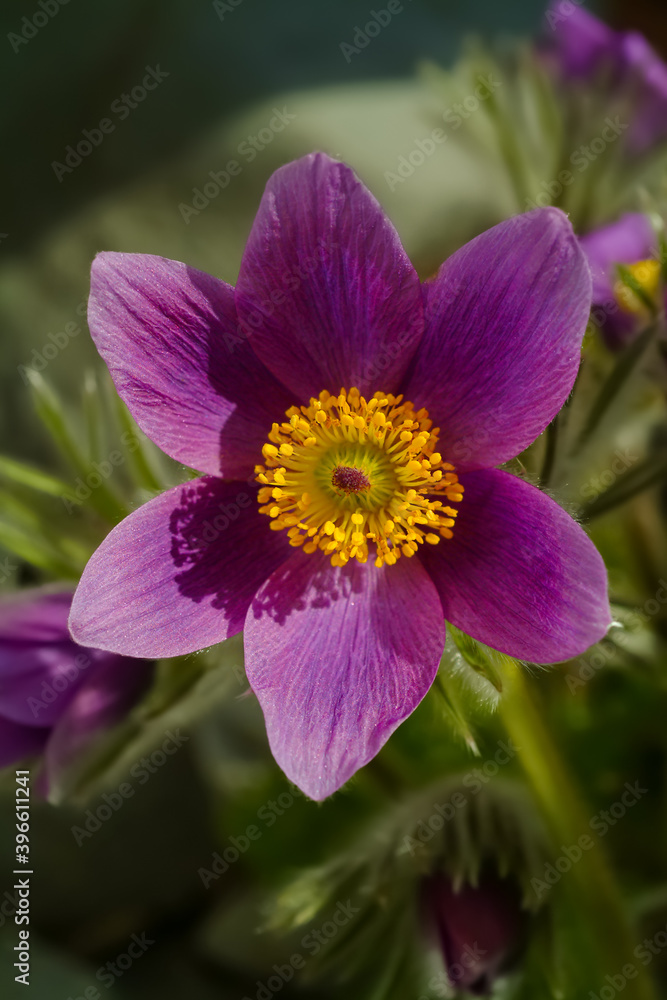 Kuhschelle Küchenschelle Pulsatilla vulgaris Frühblüher Bergblume Haare rot violett gelb Staubgefäße Berge Alpen Natur farbenfroh Frühling Frühjahr Hexenbesen Kuhschelle Küchenschelle Pulsatilla vulgaris Frühblüher Bergblume Haare rot violett gelb Staubgefäße Berge Alpen Natur farbenfroh Frühling Frühjahr Hexenbesen