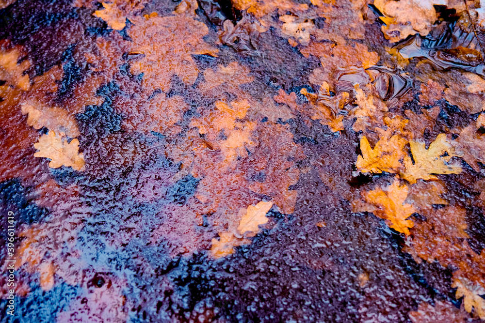 frozen leaves in the lake