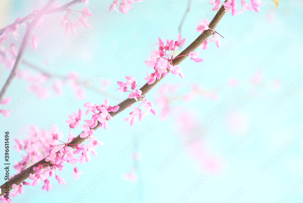 Abstract spring backdrop of beautiful Eastern Redbud Tree blossoms against soft peaceful blue sky. Selective focus with extreme blurred background.