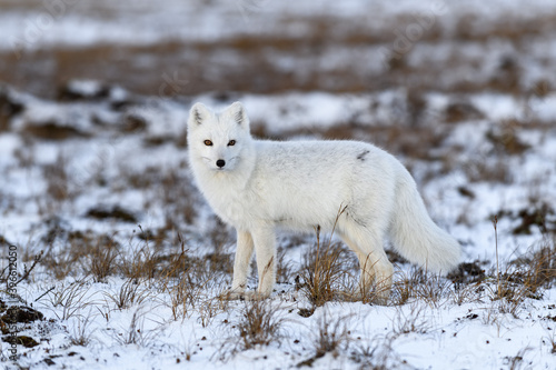 Arctic fox in winter time in Siberian tundra