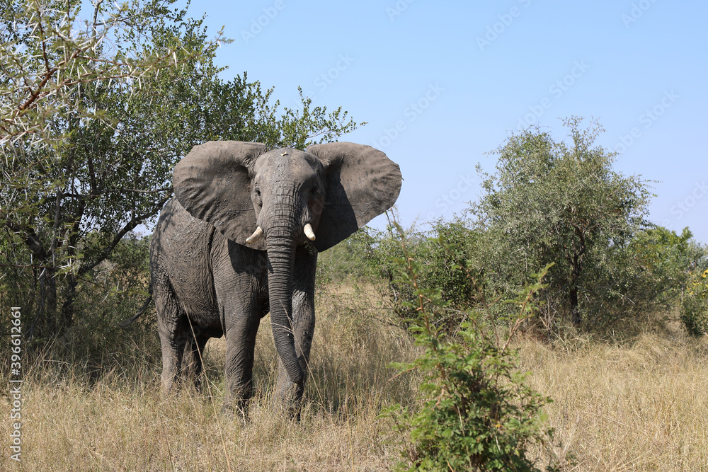 Fototapeta premium Afrikanischer Elefant / African elephant / Loxodonta africana