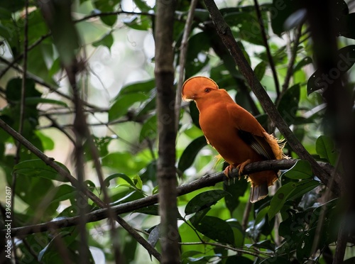 Guyane
