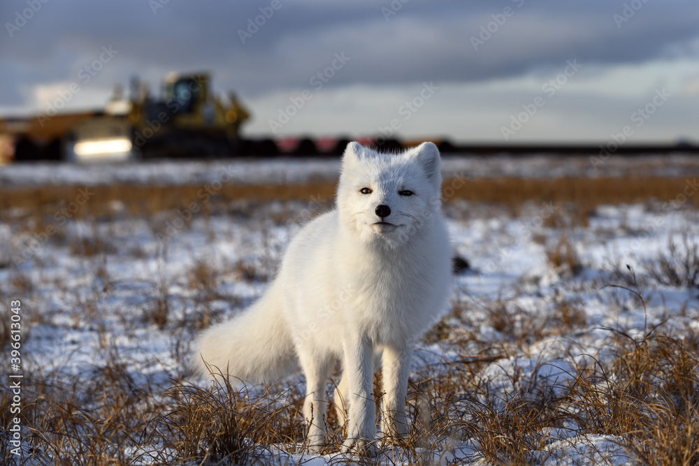 Arctic fox in winter time in Siberian tundra with industrial background.